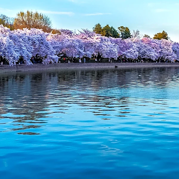 Otakon and Black Books Matter Fest Highlight DC's Cultural Events