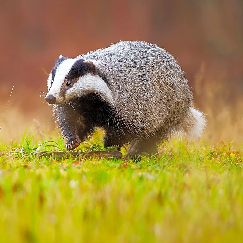 Badger Infrastructure Solutions Reports Strong Q2 Growth Amid Tariff Challenges