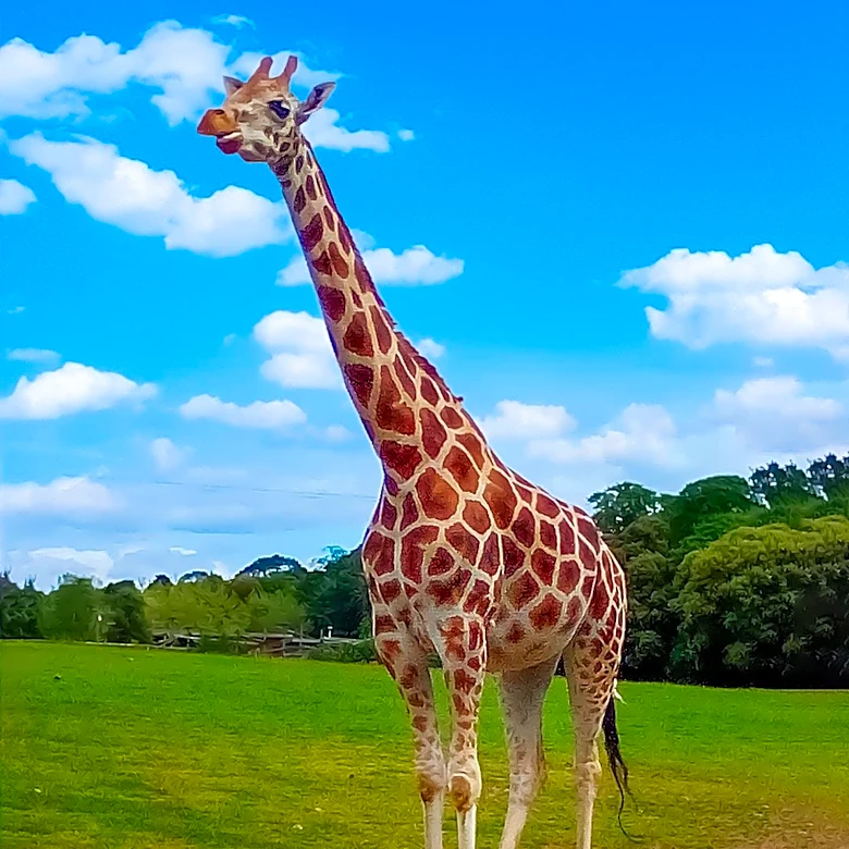 Debate on the Value of Visiting Zoos Abroad: A Personal Perspective