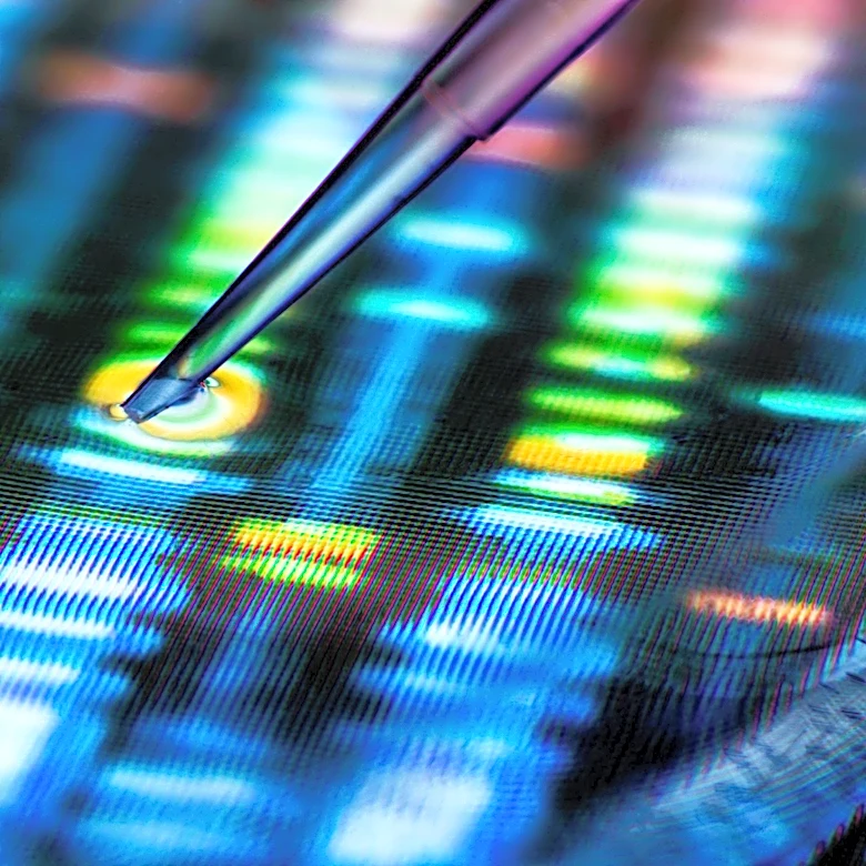Research Suggests Protein Restriction May Slow Ageing and Extend Lifespan