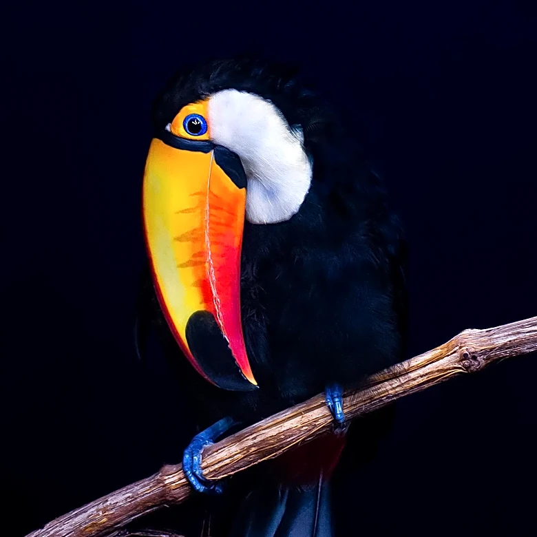 Close-Up Photo of Toco Toucan at Bronx Zoo Highlights Nature's Intricate Beauty