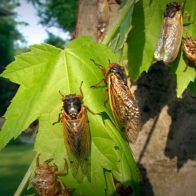 Temperature Drops Cause Cicadas to Fall Silent, Revealing Unique Biological Mechanism
