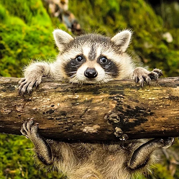 Viral Raccoon 'Jimothy' Captures Hearts Across the U.S.