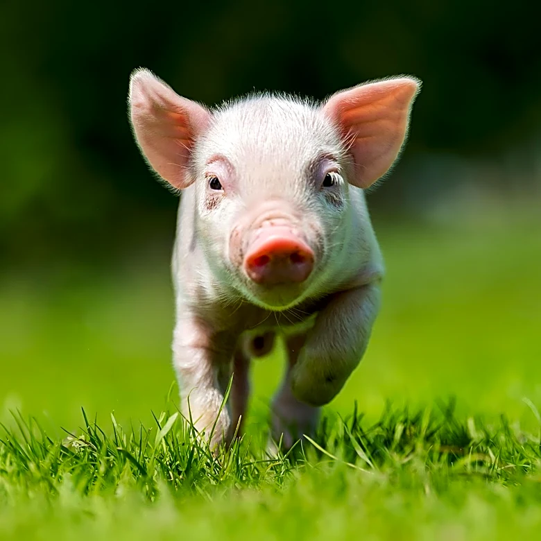 Fairport's Lollypop Farm Seeks Home for Cookie Monster the Pig