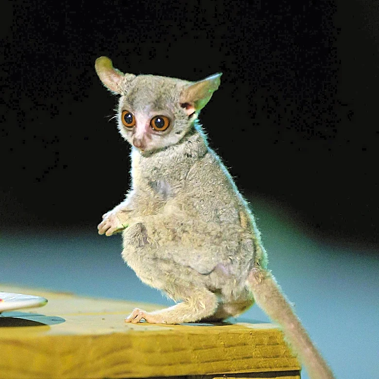 Kafka's Animal Narratives Offer Insight into Human Nature