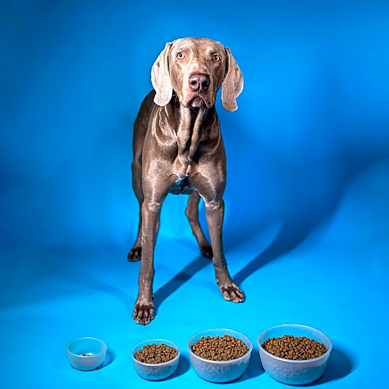 Lawsuit Against Kansas Pet Food Company to Proceed