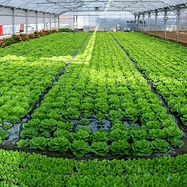 Automation Revolutionizes Greenhouse Crop Production in North America