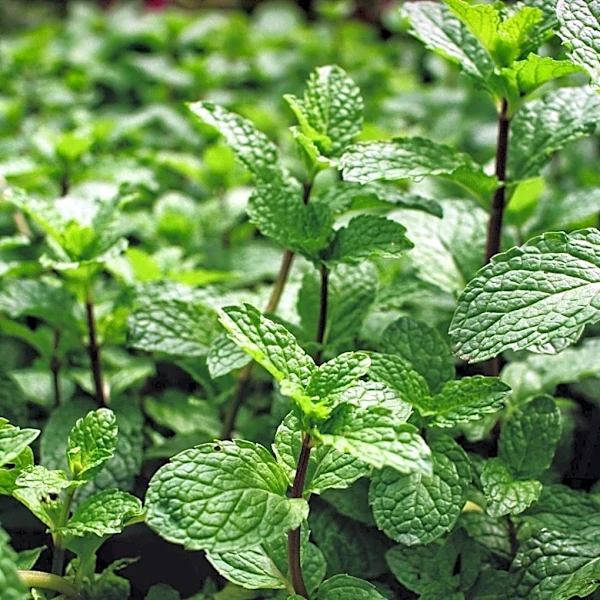 Gardening Experts Highlight Mint as a Deer-Resistant Plant for U.S. Gardens