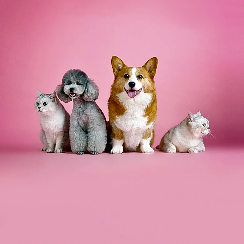 Chrononutrition for Pets: Aligning Meal Times with Biological Clocks