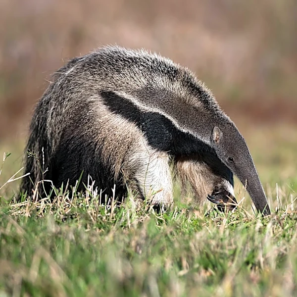 Tanganyika Wildlife Park Welcomes Rare Giant Anteater Pup