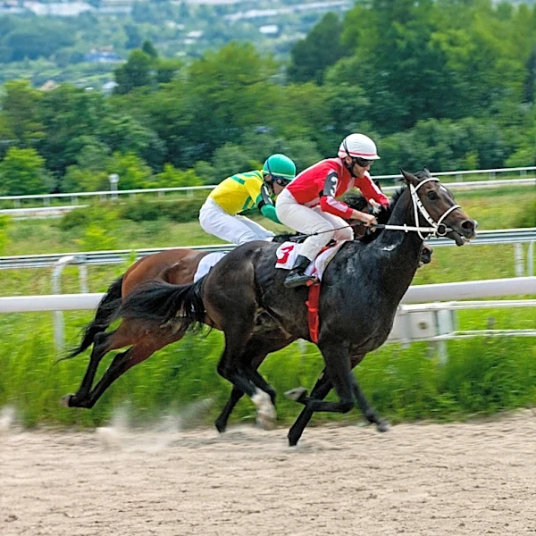 Wood Island Wins Debut Race at Saratoga, Highlighting Jackie's Warrior's Success