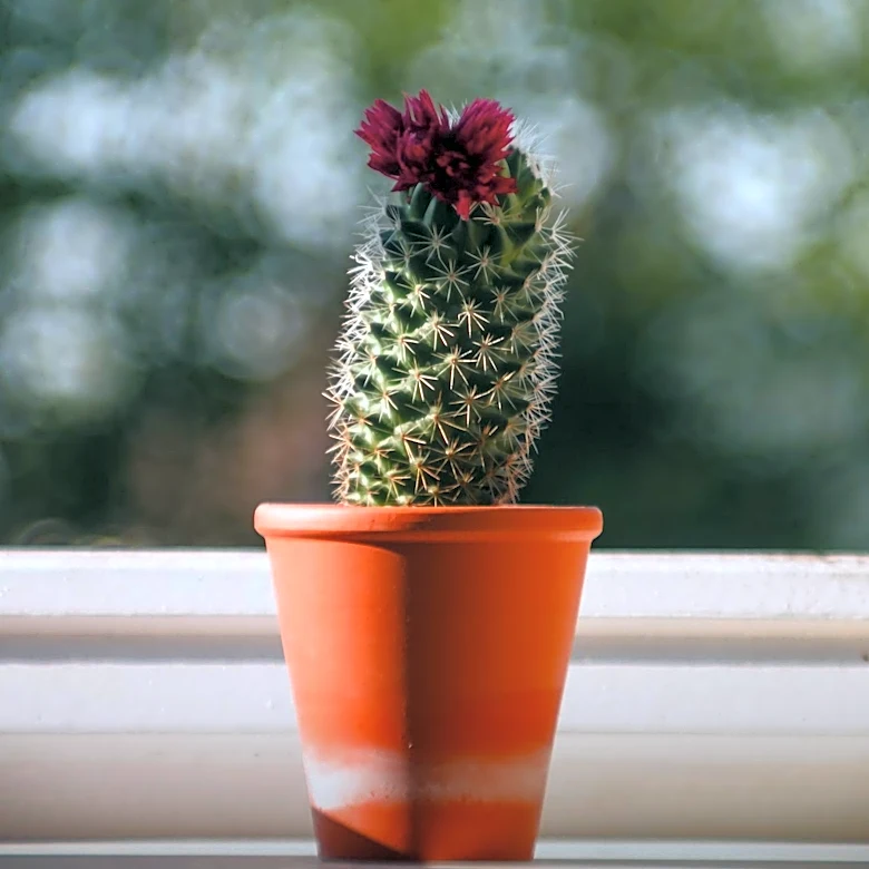 Christmas Cactus Care in August: Key Steps for Holiday Blooms