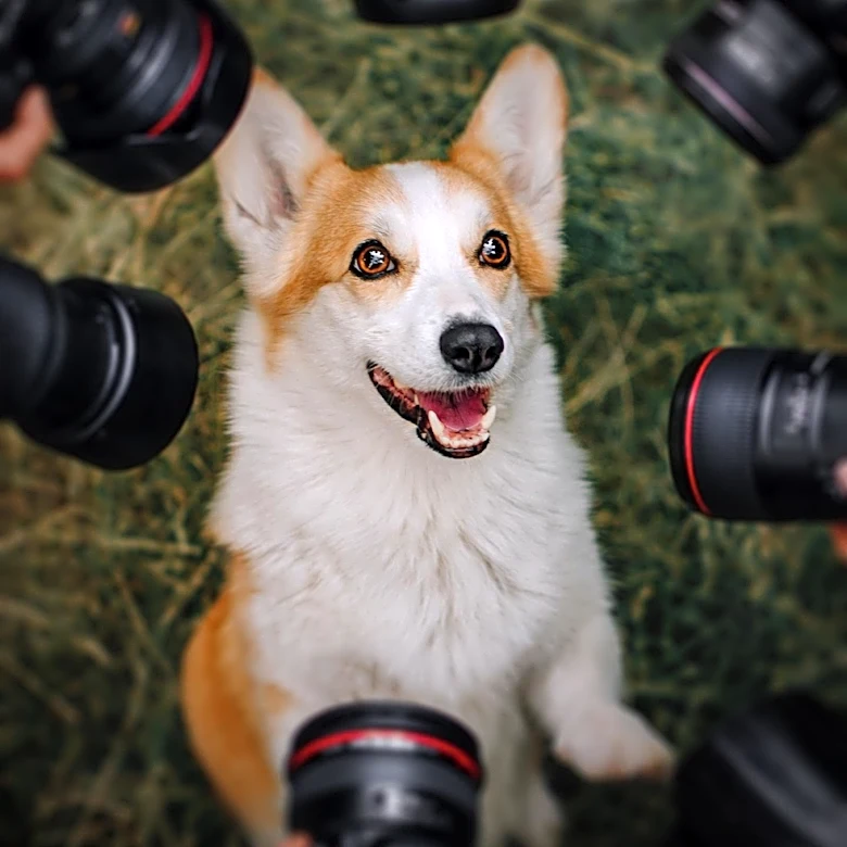 Pet Influencers Rise as Social Media Icons, Transforming Owner's Role into Full-Time Management