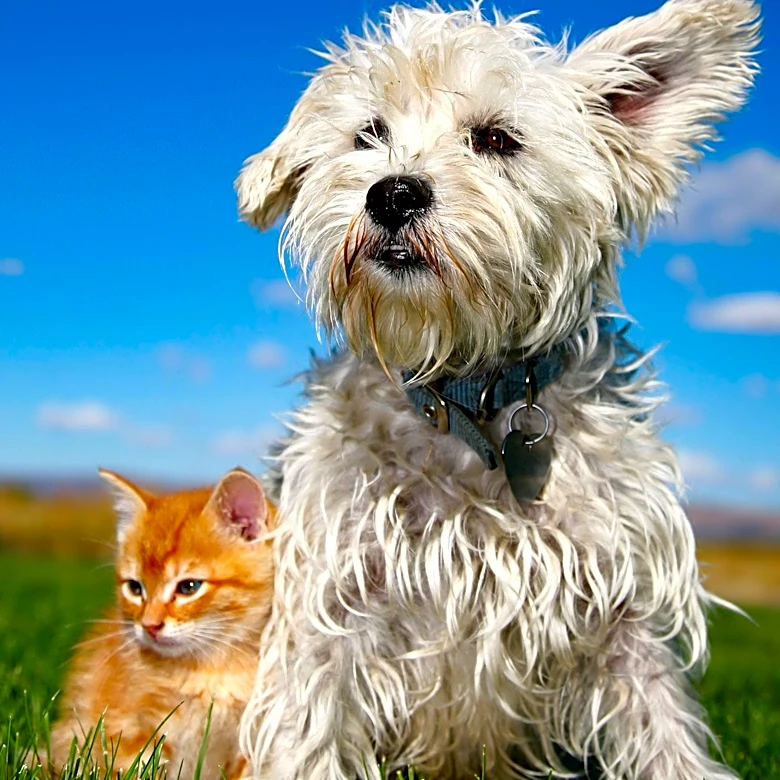 San Diego's 'Clear the Shelters' Campaign Promotes Pet Adoption