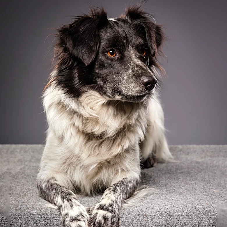 Isabel Klee's Foster Dog Simon Mourned by Millions After Passing