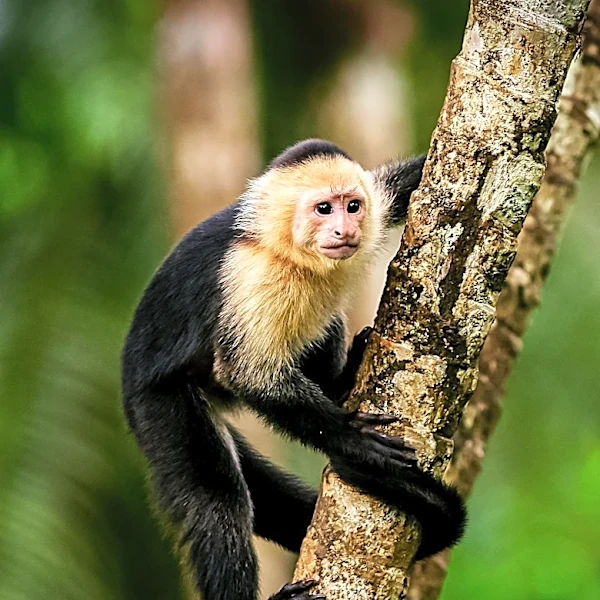 Exploring Primate Behavior: Can Monkeys Have Pets?