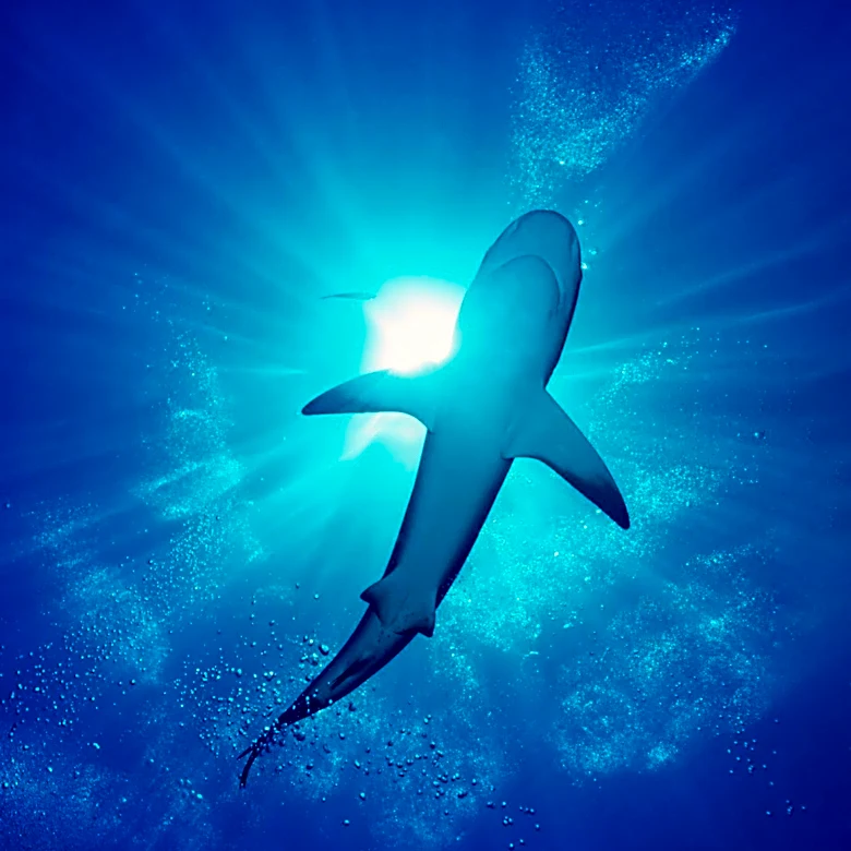 Shark Week's Enduring Success Through Strategic Marketing