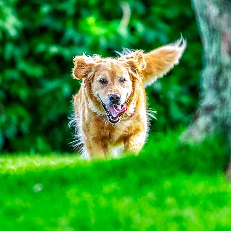 Paws for Life K9 Rescue Promotes Pet Adoption During DOGust Celebration