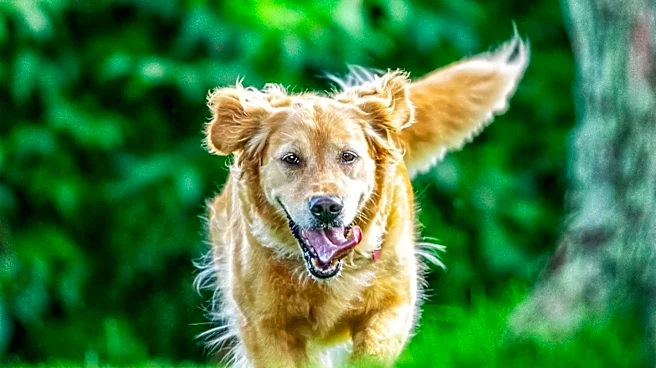 Paws for Life K9 Rescue Promotes Pet Adoption During DOGust Celebration