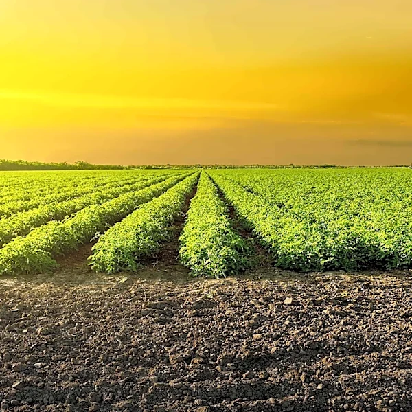 Michigan Agriculture Department Launches NextGen Crop Insurance to Support Soil Health Practices