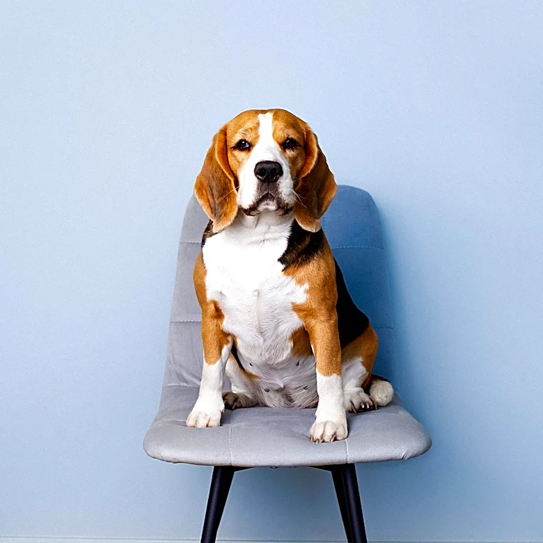 Homewood Village Board Approves $25,000 Incentive for Healthy Hounds Relocation