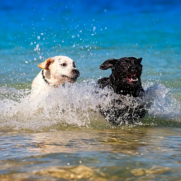 Labrador Retriever's Swimming Struggles Amuse Internet, Highlighting Canine Water Safety
