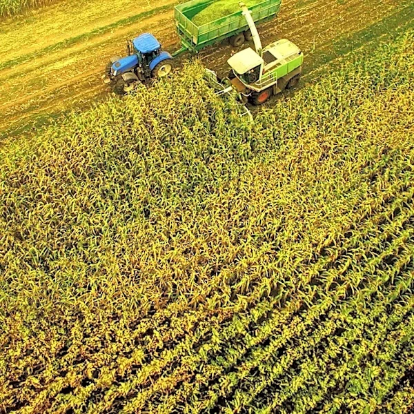 Gene Editing Emerges as a Key Tool in Agriculture, Enhancing Efficiency and Sustainability