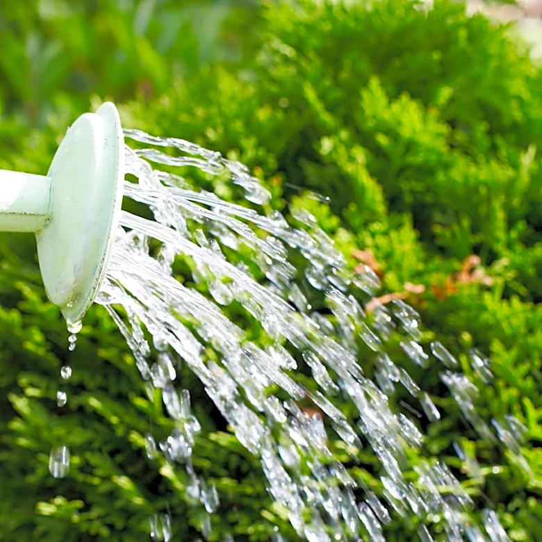 Gardening Expert Monty Don Shares Drought-Resilient Watering Techniques for Container Plants