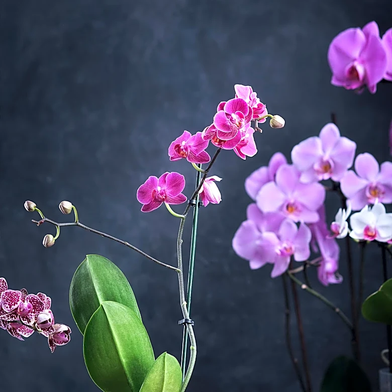 Orchid Care: Repotting Techniques to Ensure Plant Health