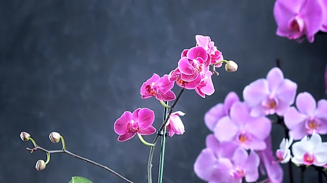 Orchid Care: Repotting Techniques to Ensure Plant Health