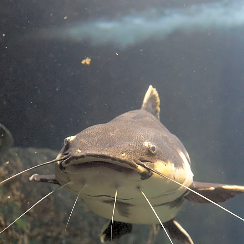 Massive Catfish Caught in Southern California Lake; 'Catzilla' Still Elusive