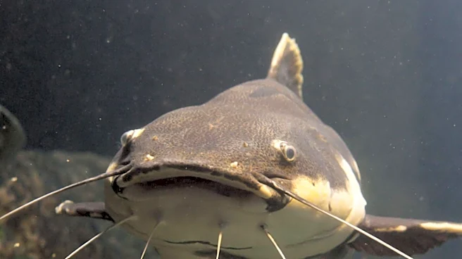 Massive Catfish Caught in Southern California Lake; 'Catzilla' Still Elusive