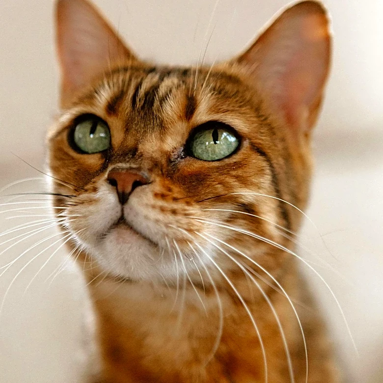 Understanding the Role of Leg Whiskers in Cats and Other Animals