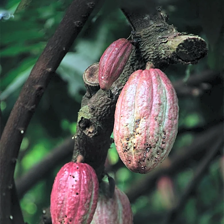 Ghana's Cocoa Production Decline Sparks Concerns Over Global Chocolate Prices