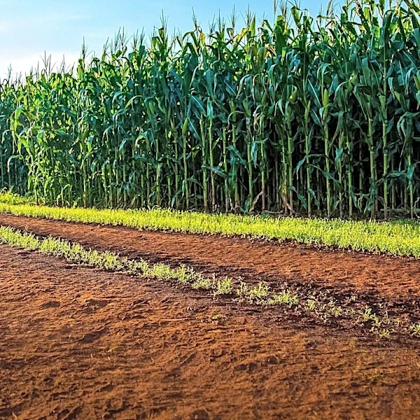 Fast-Growing Crops to Plant in August for a Successful Fall Harvest
