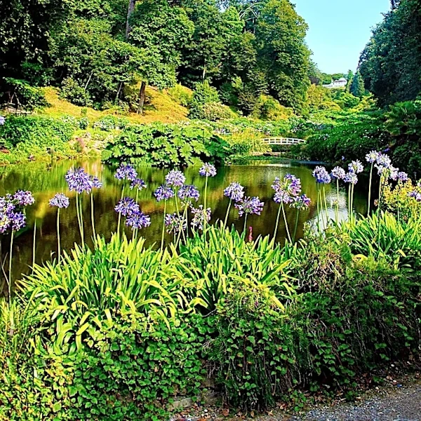 Purple Plants Gain Popularity Among British Gardeners for Aesthetic and Calming Qualities