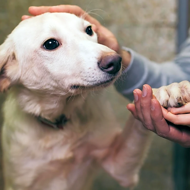 Veterinarian Highlights Signs of Dog Separation Anxiety Requiring Medical Attention