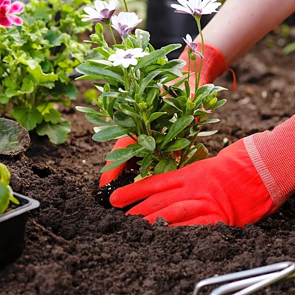 Gardening Experts Advocate 'One-Third' Pruning Rule for Revitalizing Flower Beds