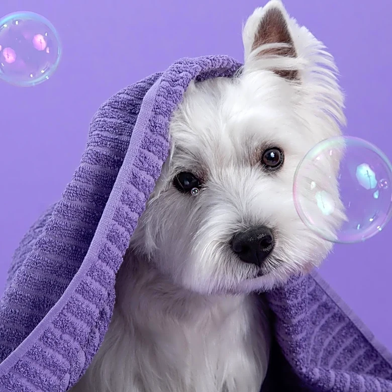 Crab Orchard Kennel Club Celebrates Successful Dog Show with West Highland White Terrier Winning Best in Show
