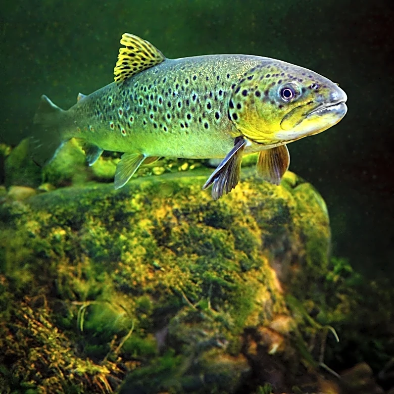 Fly Fishing Enthusiasts Explore Brook Trout Streams Along the Appalachian Trail