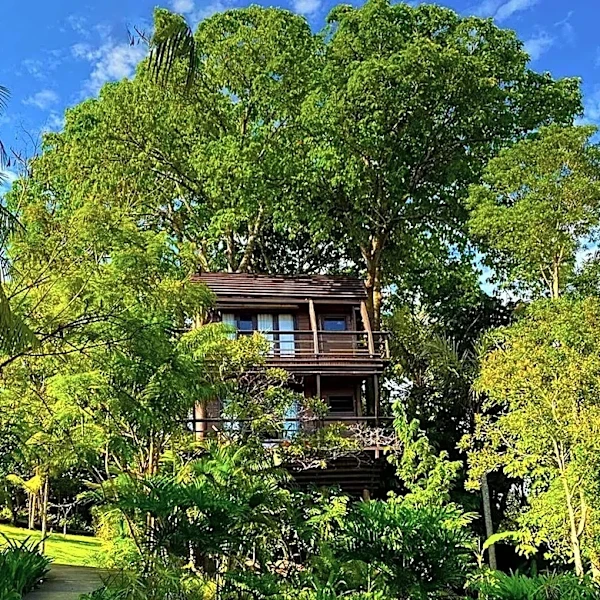 Hollywood Executive Lists Cedar Treehouse for $1.25 Million, Offering Unique Architectural Experience