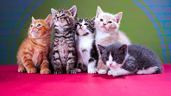 Charlie Hunnam Adopts Kittens to Cope with Role in 'Monster'