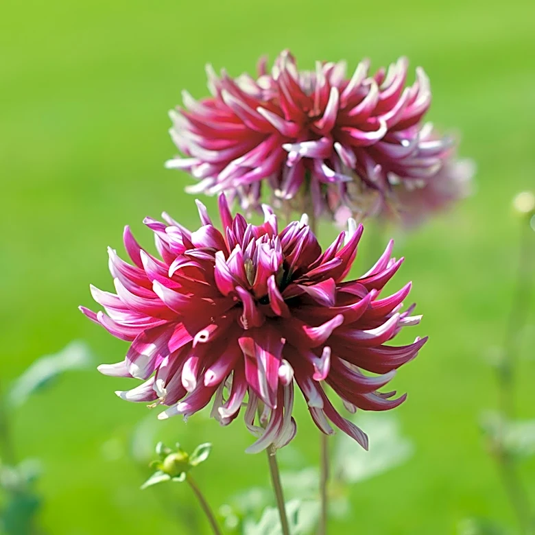 Dahlia Care in August: Essential Tips for Prolonged Blooming