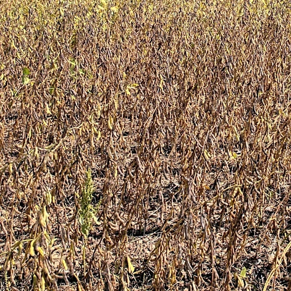 Late-Summer Planting: Fast-Growing Crops for a Successful Fall Harvest