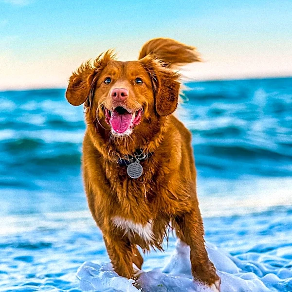 World Dog Surfing Championships Celebrates Canine Athletes and Charity