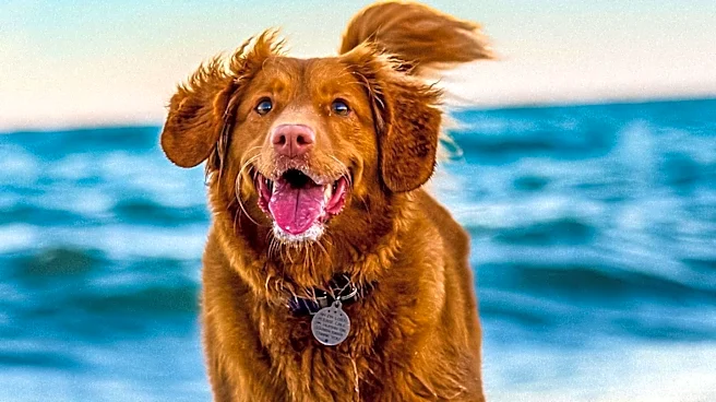 World Dog Surfing Championships Celebrates Canine Athletes and Charity