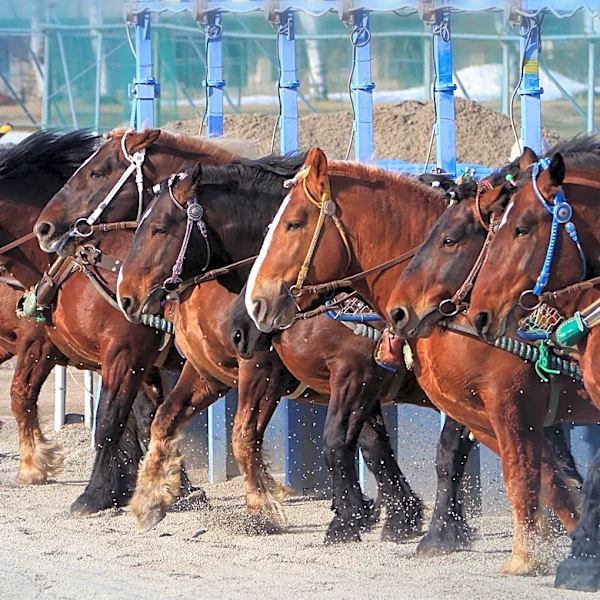 Apex and Big Ranger Secure Wins in Hambletonian Eliminations at Meadowlands