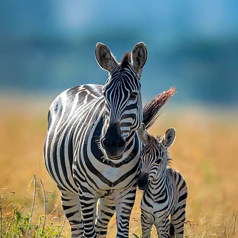Cape May Zoo Seeks Public Input for Naming New Zebra Foal
