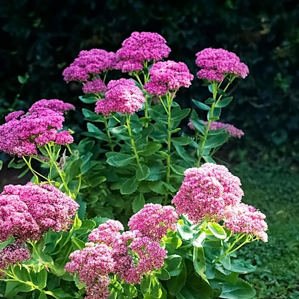 Sedum 'Autumn Joy': The Low-Maintenance Perennial for Long-Lasting Color