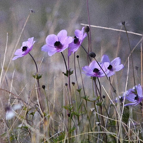 Japanese Anemones: A Solution for Late Summer Garden Gaps